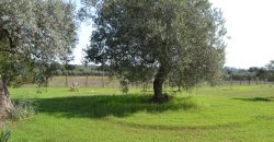 Terreno in Vendita a Caltagirone (Catania)