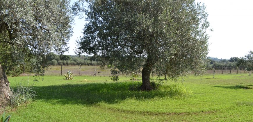 Terreno in Vendita a Caltagirone (Catania)