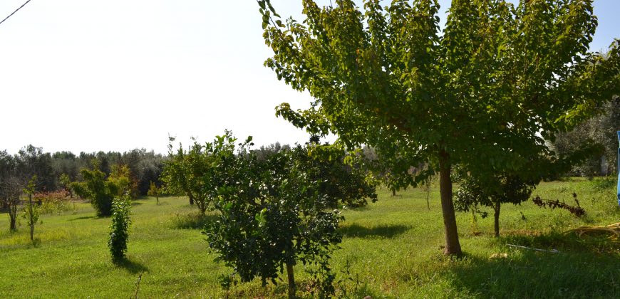 Terreno in Vendita a Caltagirone (Catania)