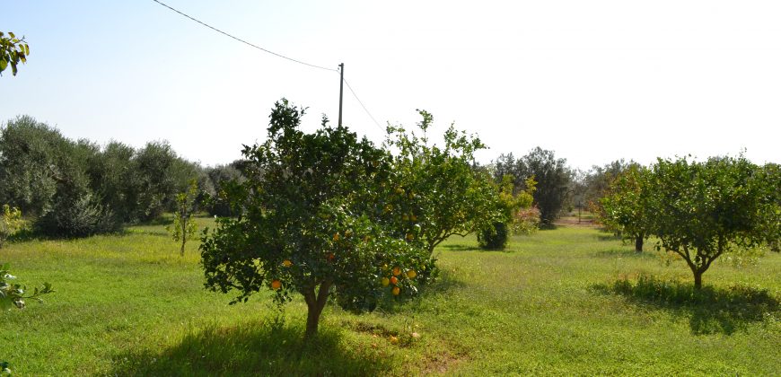 Terreno in Vendita a Caltagirone (Catania)