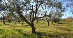 Terreno Agricolo in Vendita a Caltagirone (Catania)