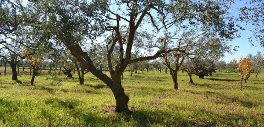 Terreno Agricolo in Vendita a Caltagirone (Catania)