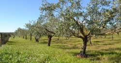 Terreno Agricolo in Vendita a Caltagirone (Catania)