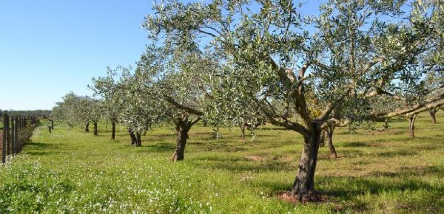 Terreno Agricolo in Vendita a Caltagirone (Catania)