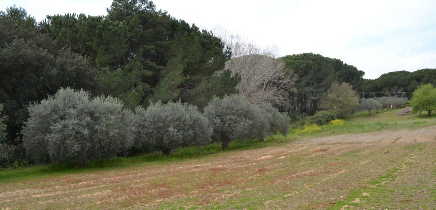 Terreno Agricolo in Vendita a Caltagirone (Catania)