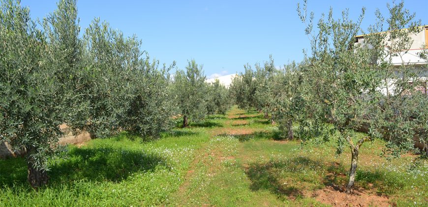 Terreno edificabile in Vendita a Niscemi ( Caltanissetta )