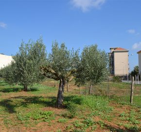 Terreno edificabile in Vendita a Niscemi ( Caltanissetta )