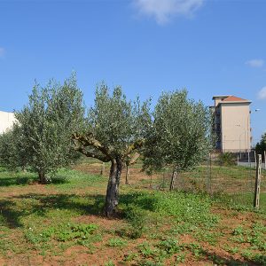 Terreno edificabile in Vendita a Niscemi ( Caltanissetta )