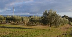 Terreno con Fabbricato in Vendita Caltagirone (Catania)