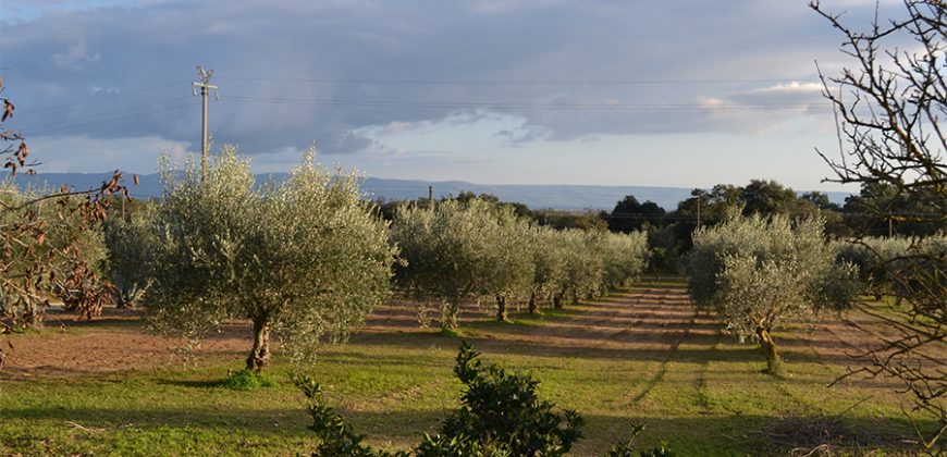 Terreno con Fabbricato in Vendita Caltagirone (Catania)