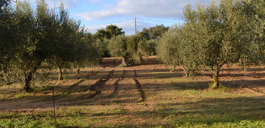 Terreno con Fabbricato in Vendita Caltagirone (Catania)